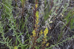 Orthocarpus luteus