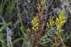 Orthocarpus luteus
