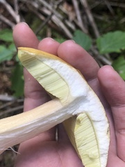 Boletus chippewaensis