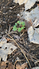 Oxalis