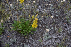 Solidago simplex