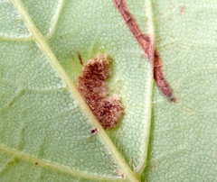 Aceria pseudoplatani