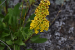 Solidago simplex