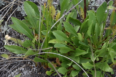 Solidago simplex