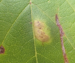 Aceria pseudoplatani