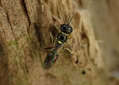 Crossocerus