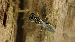 Crossocerus