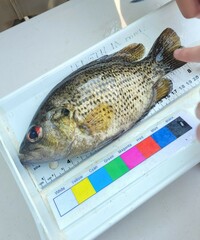 Ambloplites rupestris