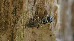 Crossocerus