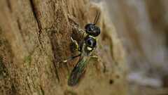Crossocerus