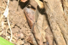 Trentepohlia australasiae