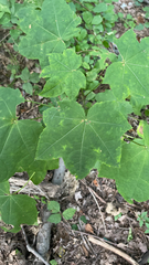 Kalopanax septemlobus