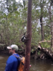 Aratus pisonii
