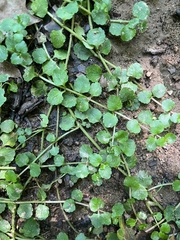Chrysosplenium americanum