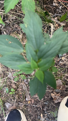 Ceanothus americanus