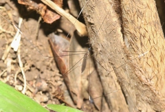 Trentepohlia australasiae