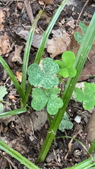 Oxalis