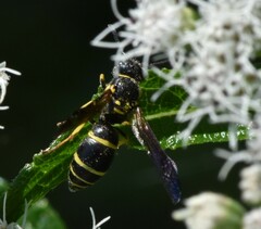Ancistrocerus