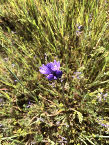 iNaturalist observation photo of blue dicks
