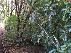 Melicytus ramiflorus