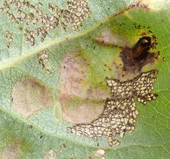 Chrysomeloidea