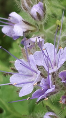 Phacelia tanacetifolia