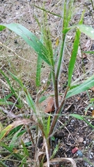Panicum capillare