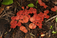 Marasmius haematocephalus