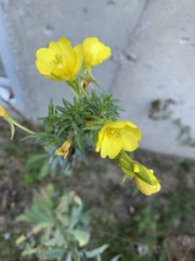 Oenothera