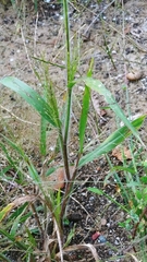 Panicum capillare