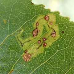 Stigmella trimaculella