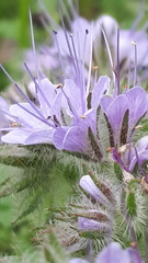 Phacelia tanacetifolia