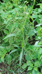 Panicum capillare