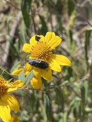 Acmaeodera rubronotata
