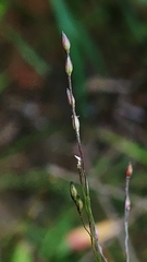 Panicum capillare