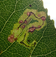 Stigmella trimaculella