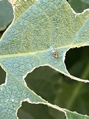 Thaumatomyia
