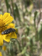 Acmaeodera rubronotata