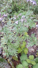 Phacelia tanacetifolia