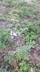 Phacelia tanacetifolia