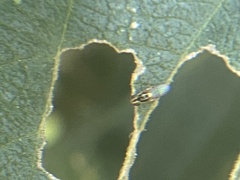 Thaumatomyia