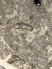 Arion fasciatus