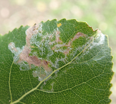 Phyllocnistis unipunctella