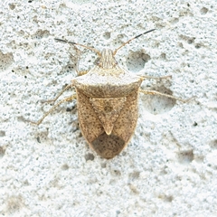 Euschistus variolarius