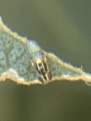 Thaumatomyia