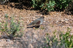 Callipepla gambelii