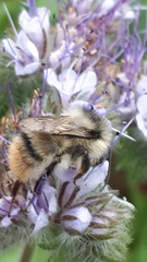 Bombus sylvarum