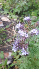 Phacelia tanacetifolia
