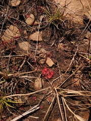 Drosera burkeana