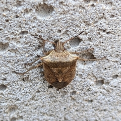 Euschistus variolarius